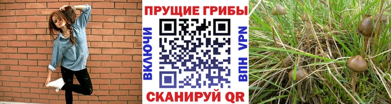 Псилоцибиновые грибы GOLDEN TEACHER Нижняя Салда